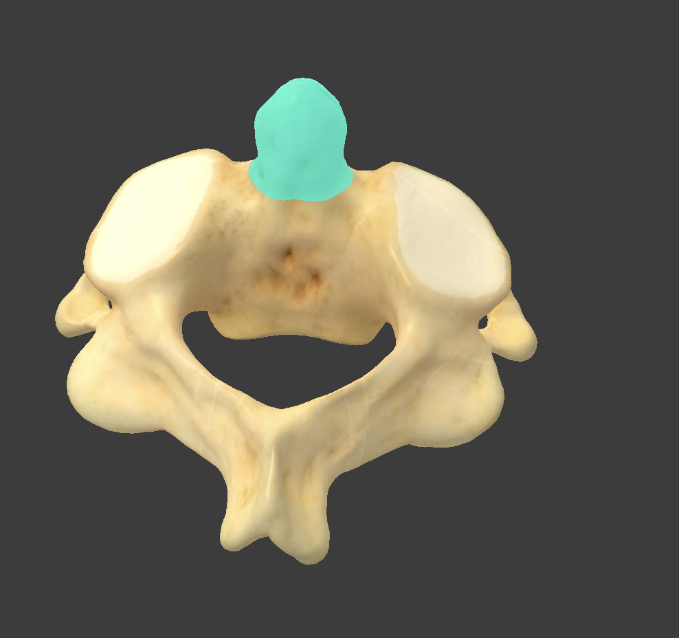<p>what part of the axis is this?</p>