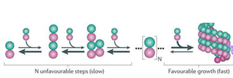 <p>How does gamma-TuRC promote nucleation?</p>
