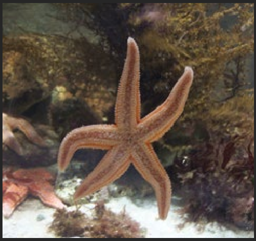 <p>What is the name of this species? In which intertidal zone does it live? Describe its habitat.</p>