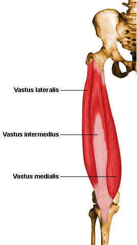 origin: femur
insertion: tibial tuberosity
action: extension