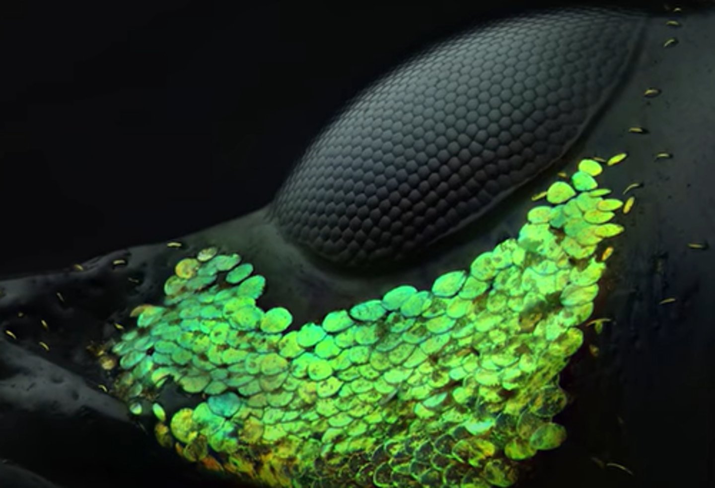 <p>eye of a beetle</p>