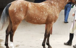 <p>What kind of appaloosa is this?</p>