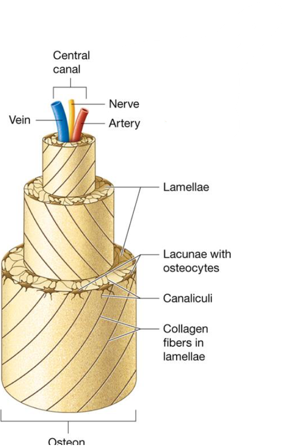 <ul><li><p>Osteon contains 4-20 lamellae ring structures that make the bone strong</p></li><li><p>Central canal contain blood vessels &amp; nerves</p></li><li><p>Osteocytes reside in lacunae</p></li><li><p><strong>Canaliculi</strong> are extensions of osteocytes that connect lacunae together</p></li></ul><p></p>