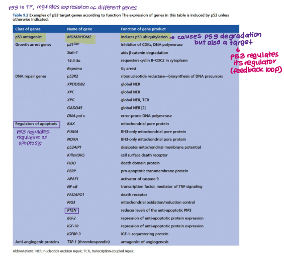 <ul><li><p>Mdm2</p></li><li><p>Growth arrest genes</p></li><li><p>DNA repair genes</p></li><li><p>Regulators of apoptosis (PTEN, BCl2, Bax)</p></li></ul><p></p>
