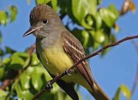 <p>Order: Passeriformes Family: Tyrannidae (Tyrant Flycatchers)</p>