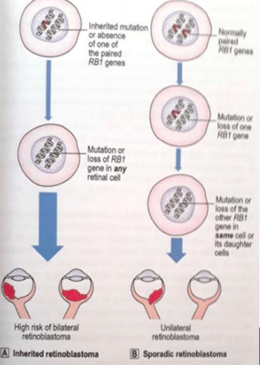 <p>Sufficient RB1 protein can be produced from just ONE copy of the RB1 gene to allow for normal function as RB1 is DOMINANT</p>