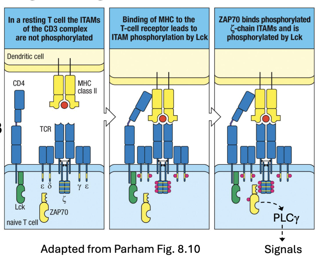 <p><strong><u>MHC binds to TCR </u></strong></p><ul><li><p><span><strong><span>Signal 1</span></strong><span>: TCR:MHC </span><strong><span>clustering </span></strong><span>with CD4/CD8 stabilization→ recruitment and activation of </span><strong><span>Lck</span></strong></span></p></li><li><p><span><span>Lck phosphorylates </span><strong><span>ITAMs</span></strong><span> in CD3 complex cytoplasmic tails</span></span></p></li><li><p><span><strong><span>ZAP70</span></strong><span> is recruited and activated (phosphorylated) → downstream signaling via PLCɣ → transcription factors (</span><strong><span>AP-1, NF𝛋B, NFAT-1)</span></strong><span> →survival, proliferation</span></span></p></li></ul><p>CD4 enters and binds has LcK (tyrosine kinase) associated with it and it will phosphorylate ITAMs (can now act as docking site)</p><p>LcK can phosphorylate ZAP70</p>