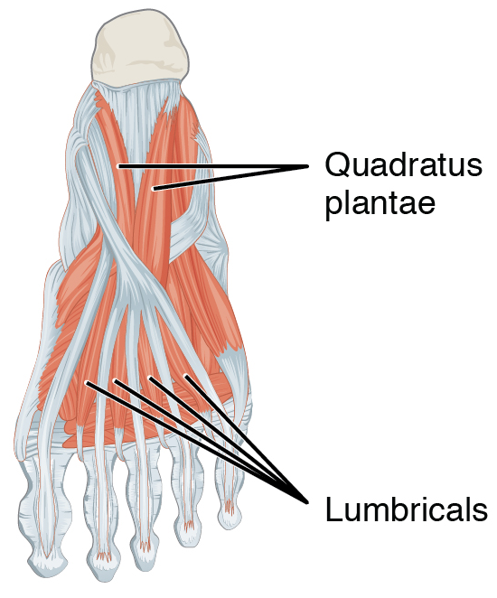 <p>Flexion and adduction of the toes</p>