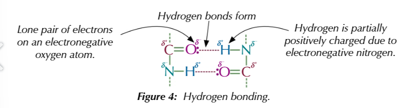 <p>hydrogen bonding exists between polar groups like OH and NH2</p>