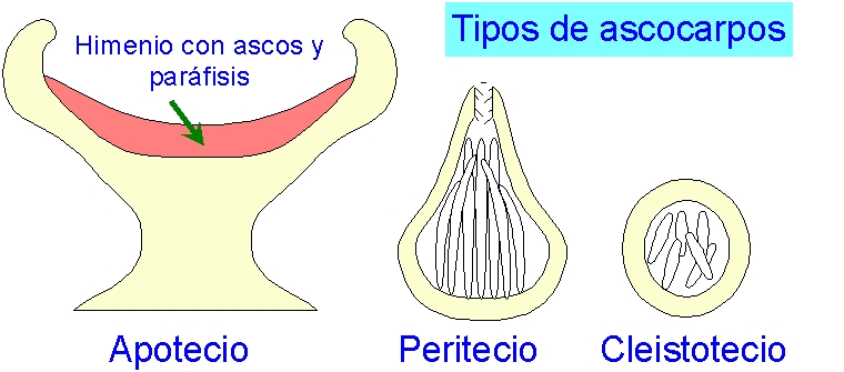 <p>Cuerpo fructífero en forma de copa o disco de los ascomicetos.</p>