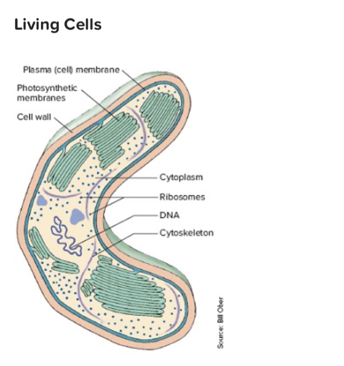 <p>T/F <span>This is a eukaryotic cell</span></p>