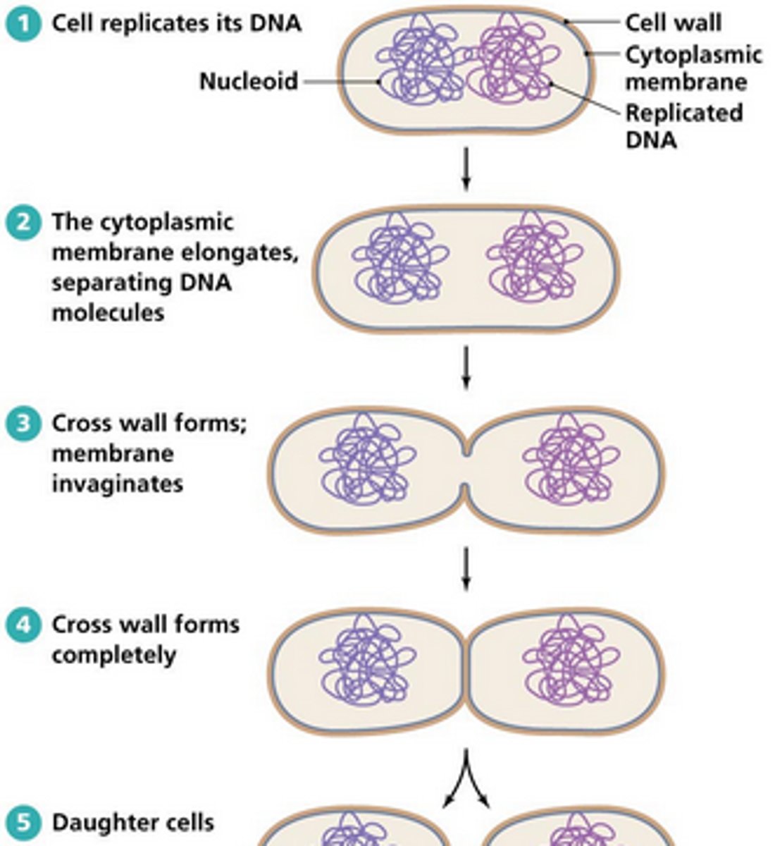 <p>1. Growth of cell size and increase in cell components</p><p>2. Replication of DNA/chromosomes</p><p>3. Division of cytoplasm (cytokinesis)</p><p>4. Septum formation and division of daughter cells</p>