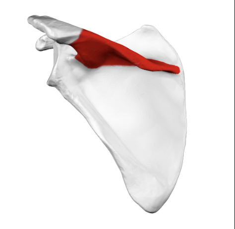 <p>what part of the scapula is this?</p>