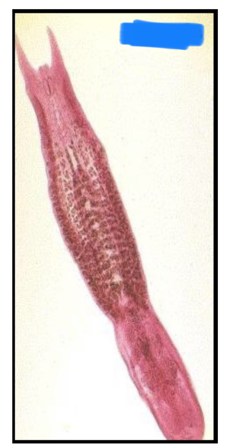 term image