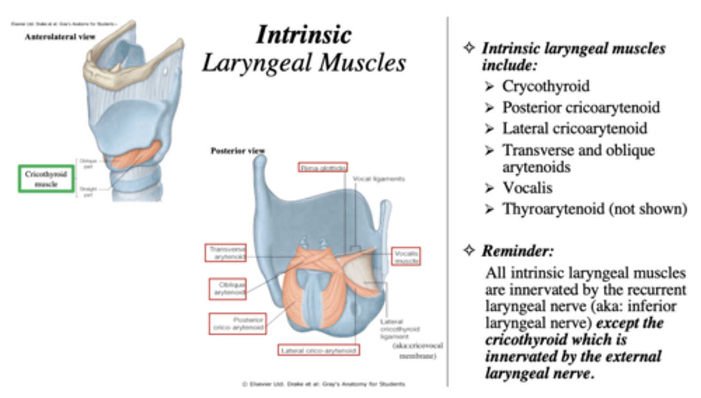 <p>A) posterior thyroarytenoid</p><p>B) lateralthyroarytenoid </p><p>C) thyroarytenoid</p><p>D) crycothyroid</p><p>E) vocalis</p>