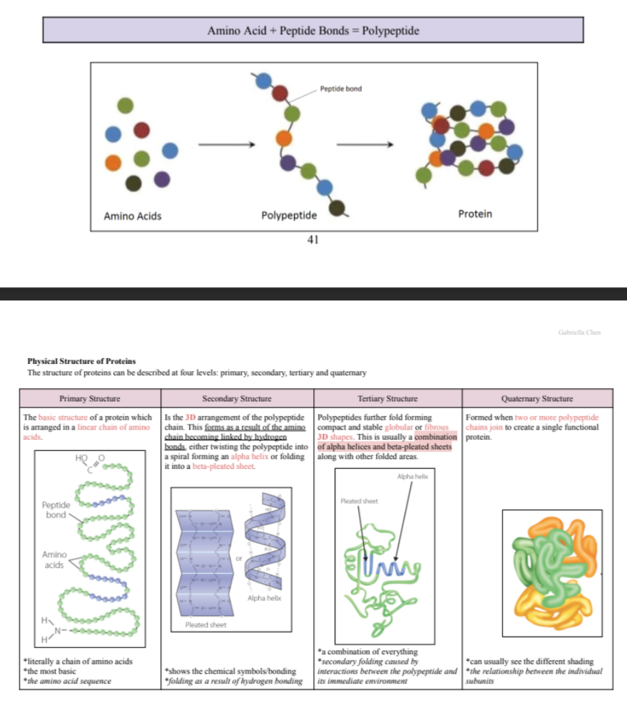 <p>Proteins are the most abundant organic molecule in cells. They are responsible for forming the basic structure*</p><p>of cells and for carrying out all the work in cells**, by controlling every chemical reaction***.</p><p>*e.g. structural proteins: keratin, collagen</p><p>**e.g. proteins that carry out work: haemoglobin</p><p>***e.g. proteins that control chemical reactions: enzymes</p><p>Chemical Structure of Proteins</p><p>Shape is important!</p><p>→ Amino acids are the building blocks of proteins. They are made up of carbon, hydrogen, oxygen, nitrogen</p><p>and sometimes sulfur.</p><p>→ Amino acids are joined together in a linear sequence by chemical bonds called peptide bonds, forming a</p><p>polypeptide (which can be up to 300 amino acids). [Can be quite long!]</p><p>→ One or more polypeptides can be folded into a particular shape, making a protein. The sequence of amino</p><p>acids (there are 20 different types) and the shape of the protein determines its function.</p><p></p>