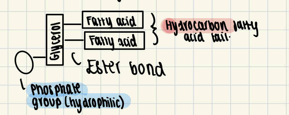 <p>This is another type of lipid which is found in the cell membrane. Structurally they are similar to triglycerides except one of the fatty acid molecules is replaced with a phosphate group. The phosphate group is hydrophilic (attracts water) while the fatty acids are hydrophobic.</p>