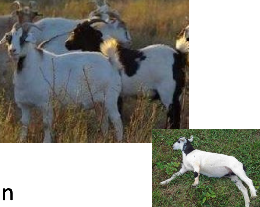 <p>Tennessee Fainting Goat</p><p></p><p><strong>Origin</strong>: Tennessee</p><p><strong>Color</strong>: Multicolored</p><p><strong>Ears</strong>: Airplane ears</p><p><strong>Horns</strong>: Horned</p><p><strong>Traits</strong>: Meat-production</p><p>Large frame and heavily muscled</p><p>Inherited condition: when frightened or excited, their muscles stiffen or&nbsp;“ lock up” and they fall over and lie very still for a few seconds. They do not lose consciousness.</p>