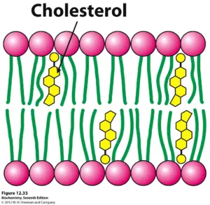 <p>Characteristics of Cholestrol</p>