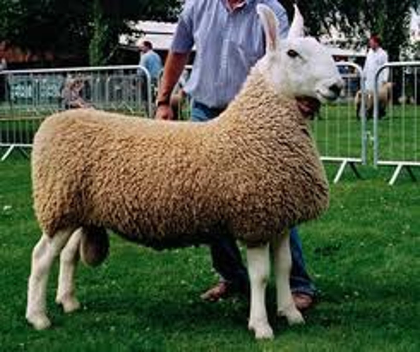 <p>long-wool sheep breed:</p><p>important in Europe for breeding; bare-legged/silk headed</p>
