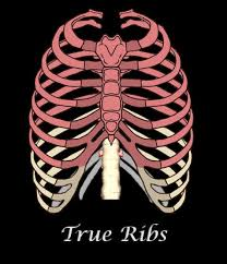 <p>attach directly to the sternum via their own costal cartilage</p>