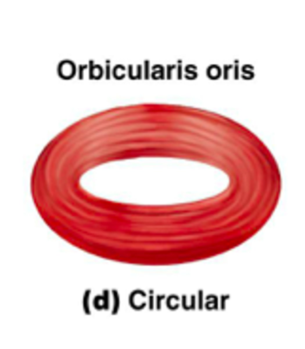 <p>-surround external body openings</p><p>-sphincter = general name for circular muscle</p><p>-ex: orbicularis oris and oculi</p>