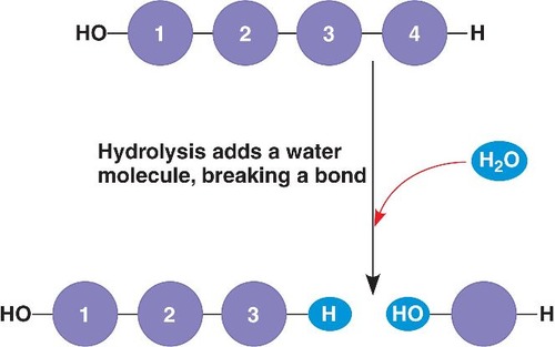~ the breaking down of large molecules into smaller ones by the addition of water molecules