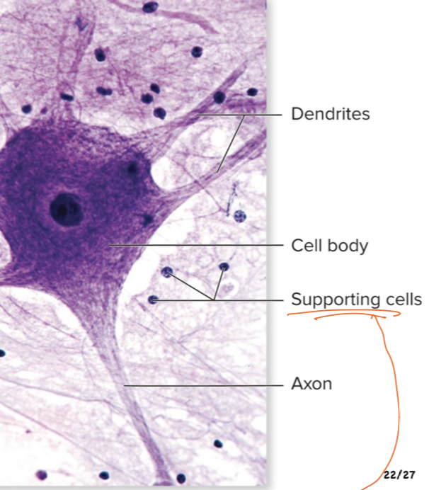 <p>What tissue is this?</p>