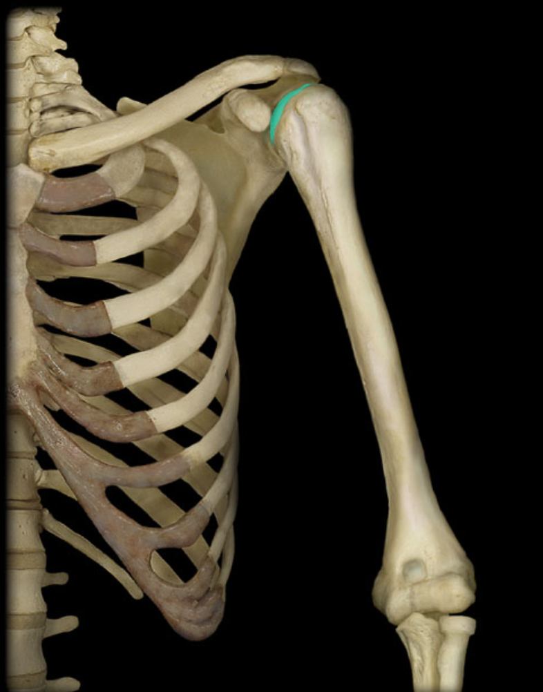 <p>Head of humerus</p>
