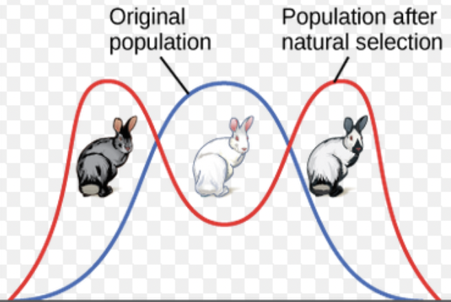 <p><span>Environmental conditions favor individuals at both extremes of phenotypic range over intermediate phenotypes</span></p>