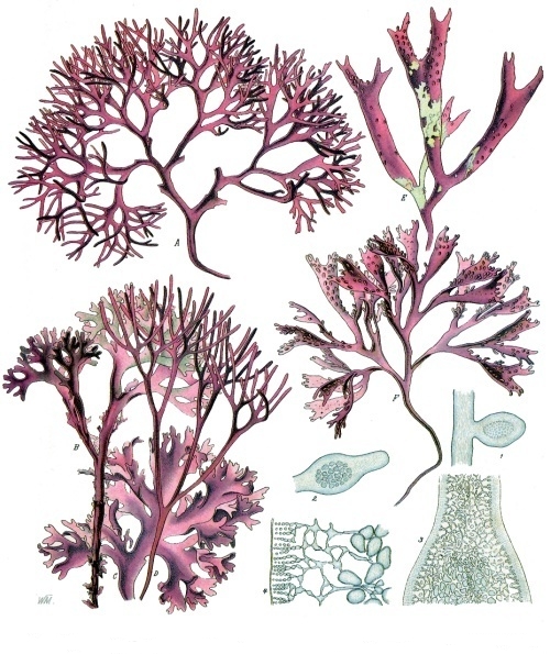 <p>What is the phylum and class?</p>