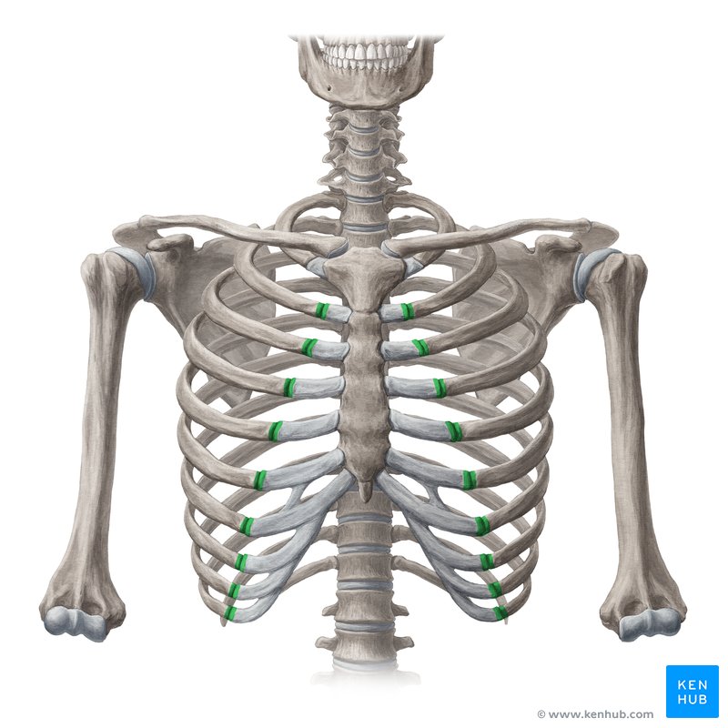<p>Joint between costal cartilage and rib</p>