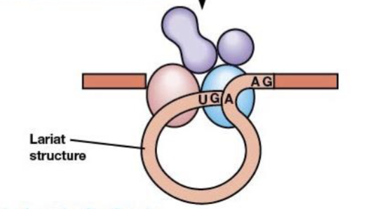 <p>formed from excised introns during RNA splicing</p>