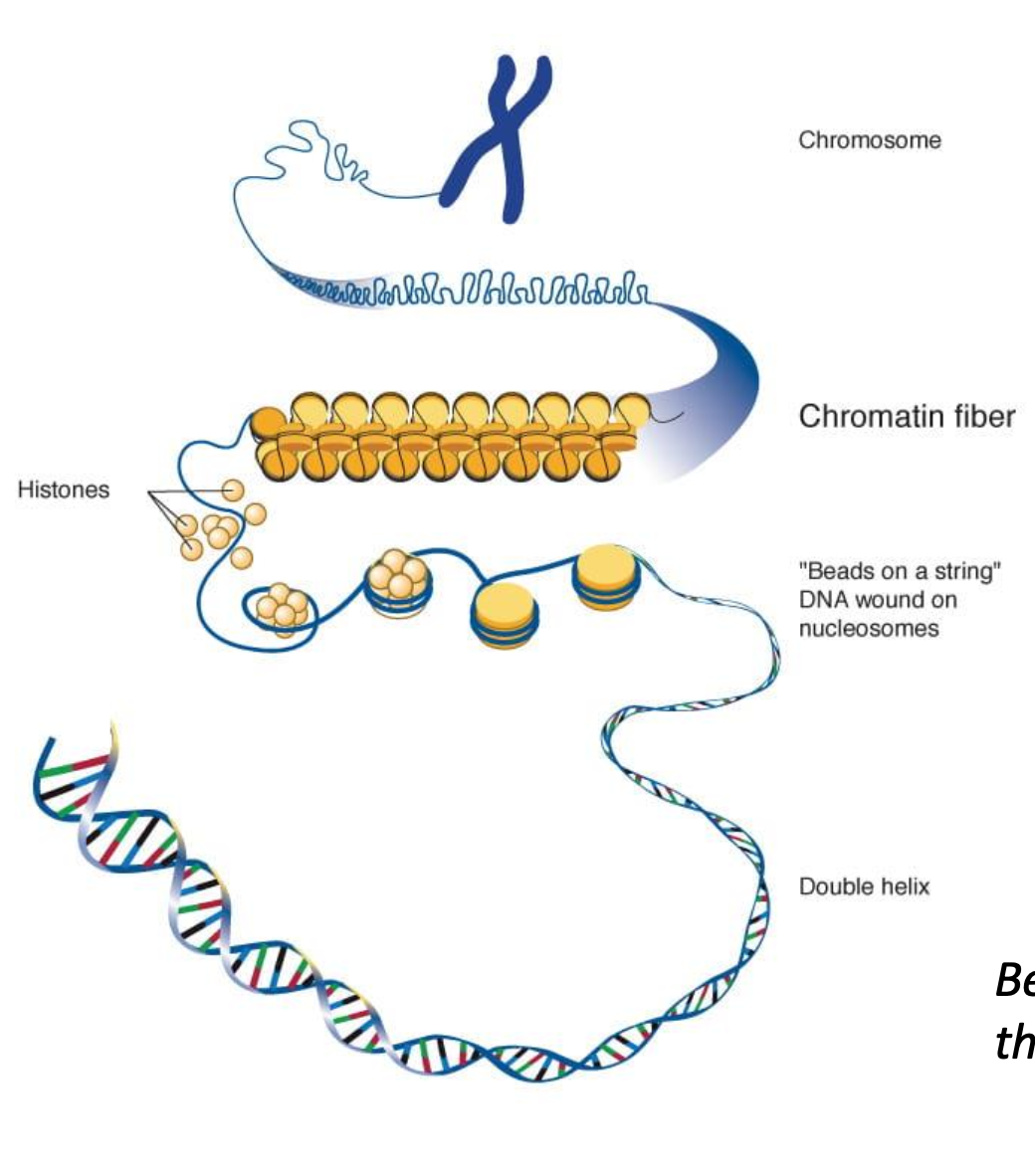 <p>The DNA first wraps around histones to form a nucleosome. The nucleosomes coil and stack together to form chromatin. Chromatin only condenses to form chromosomes during prophase</p>