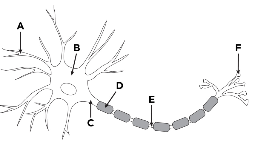 <p><span><span>What part of this diagram indicates to the dendrites of a neuron? </span></span></p>