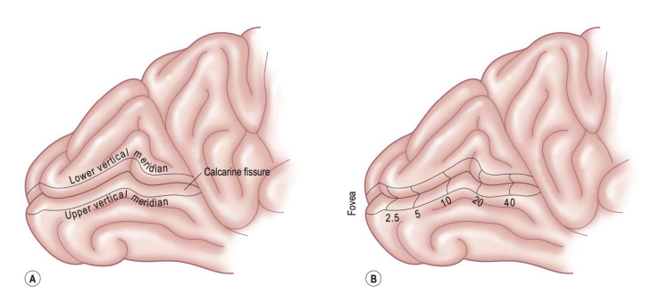 <p>Primary visual cortex (<strong>Brodmann area 17, V1</strong>) </p><p><strong>Medial surface of the occipital lobe </strong></p><p>Just a<strong> small portion (1 cm) extends</strong> around the <strong>posterior pole onto the lateral surface </strong></p><p>Called <strong>striate cortex</strong>: <strong>white myelinated fiber layer</strong> called the <strong>white stria of Gennari</strong></p><p><strong>Calcarine fissure </strong>extends from the <strong>parieto-occipital sulcus to the posterior pole </strong>dividing the visual cortex into an <strong>upper portion (cuneus) gyrus and lower (lingual) gyrus </strong></p><ul><li><p>The <strong>fovea </strong>is represented in the <strong>occipital pole </strong>and the<strong> far periphery</strong> is represented in the <strong>anterior margin of the calcarine fissure </strong></p></li><li><p><strong>Upper visual field</strong> mapped on the <strong>lower lingual gyrus </strong></p></li><li><p><strong>Lower visual field</strong> mapped on <strong>upper cuneus gyrus</strong></p></li></ul><p></p>