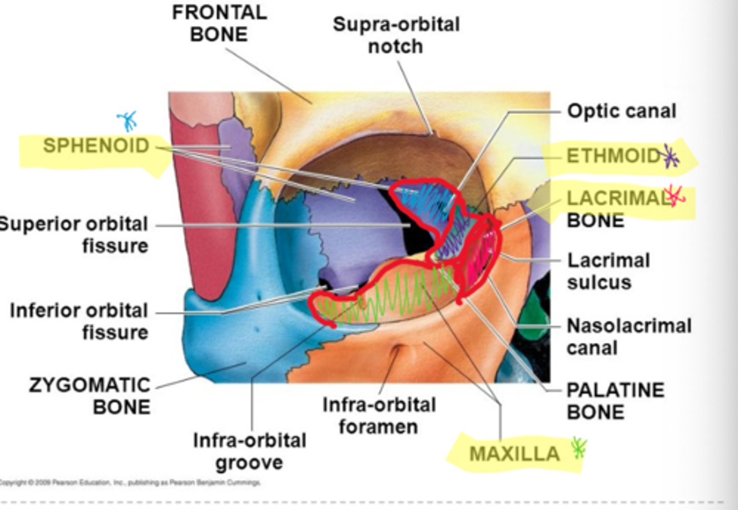 <p>formed by ethmoid, maxillary, lacrimal, and sphenoid </p>