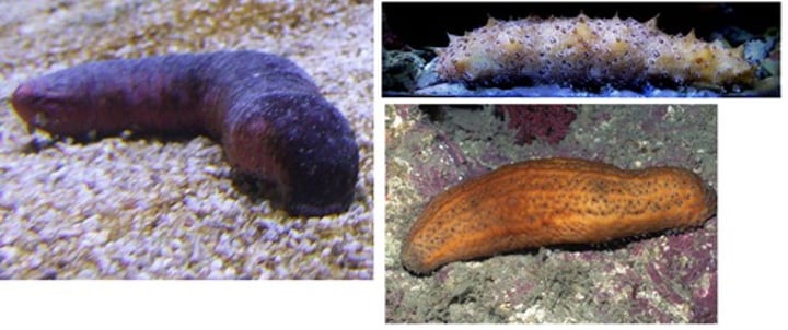 <p>Class of echinoderms including the sea cucumbers</p>