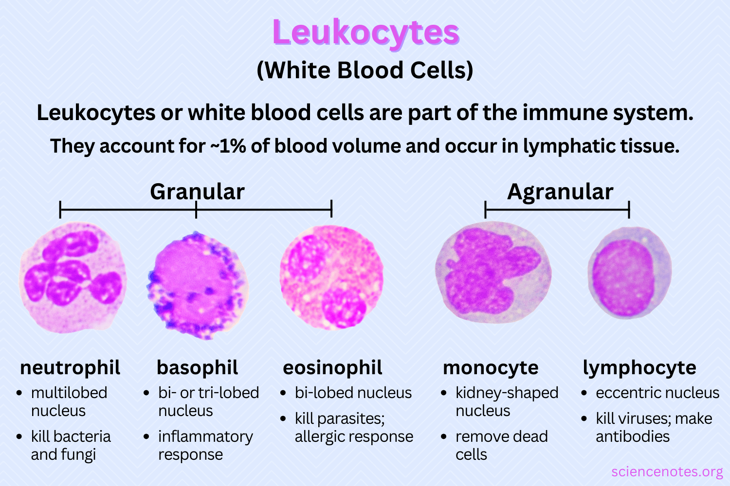 <ul><li><p>less than 1% total blood </p></li><li><p><strong>granular</strong> <strong>leukocytes</strong>/<strong>granulocytes</strong>: <strong>neutrophils</strong>, <strong>eosinophils</strong>, <strong>basophils</strong></p><ul><li><p>contain cytoplasmic granules toxic to invading microbes and released via exocytosis </p></li></ul></li><li><p><strong>agranulocytes</strong>: <strong>lymphocytes</strong> and <strong>monocytes</strong></p><ul><li><p><strong>lymphocytes</strong>: specific immune response like viruses and bacteria via T-cells and B-cells </p></li><li><p><strong>monocytes</strong> → <strong>macrophages</strong> when leave blood cell; <strong>microglia</strong> in CNS, <strong>Langerhans</strong> <strong>cells</strong> in skin, <strong>osteoclasts</strong> in bone</p></li></ul></li></ul><p></p>