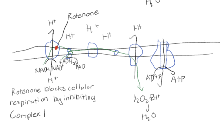 <p>Blocks cellular respiration by inhibiting complex 1</p>