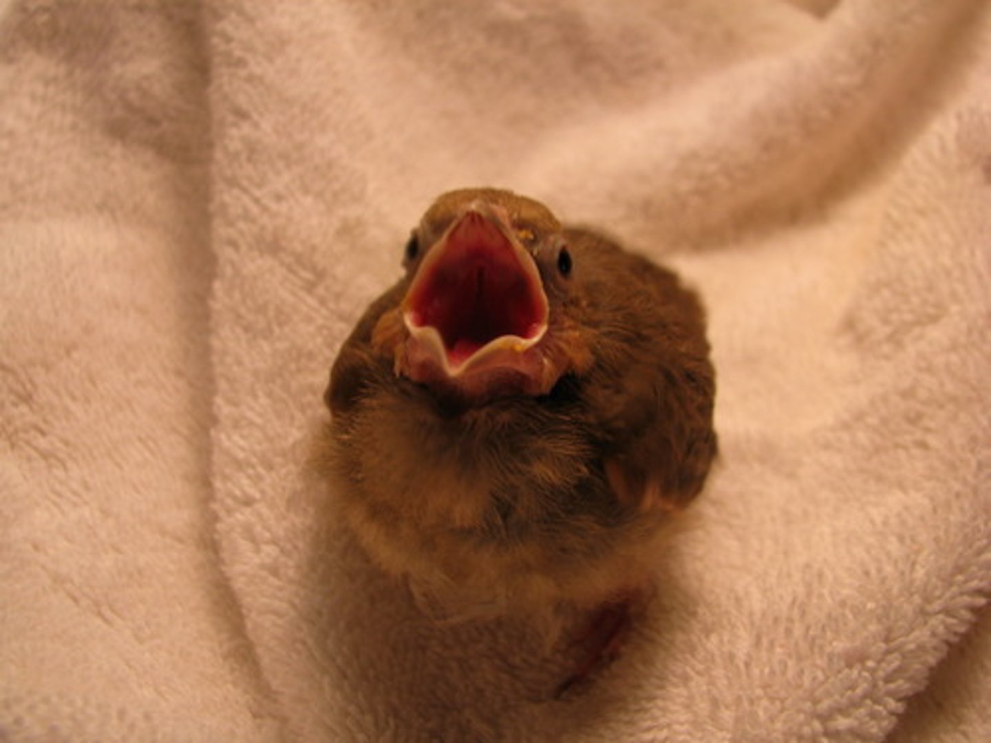 <p>noun - A young bird just learning to fly</p><p>OR</p><p>noun- young and inexperienced person.</p><p>OR</p><p>adj - New and untested</p>