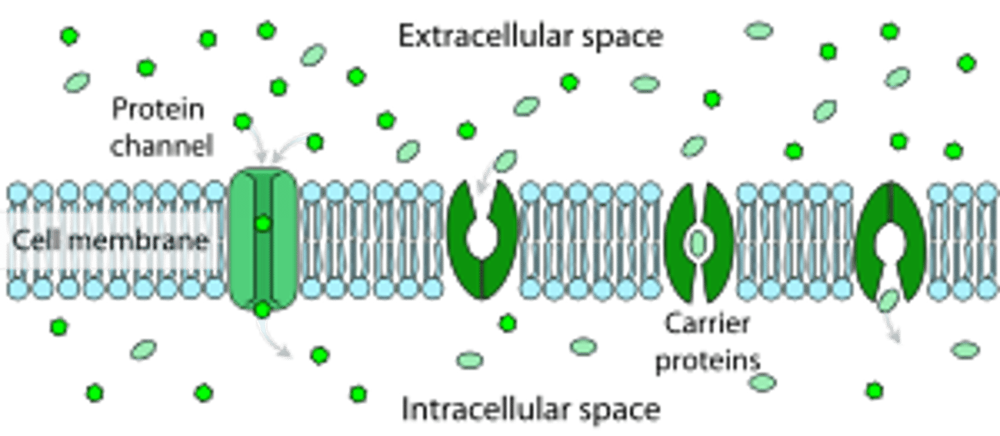 <p>(D) carrier protein</p><p>Sarah is also observing a protein in the lab. She notices that the protein spans the entire membrane and allows potassium to flow from one side of the cell membrane to the other. She notices ATP production. This protein is known as a carrier protein</p>