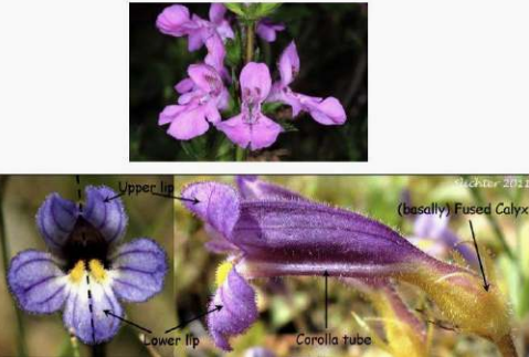<p>Two-lipped zygomorphic corolla (e.g., lavender).</p>