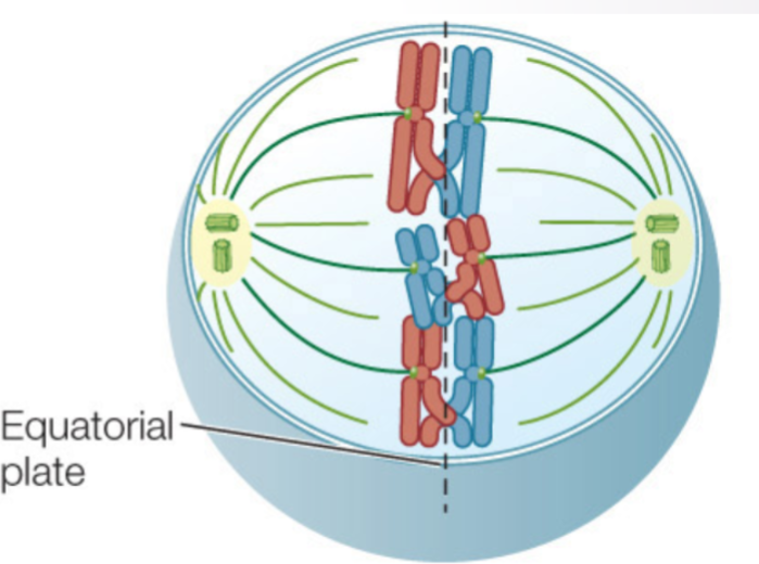 <p>what stage of meiosis is this?</p>