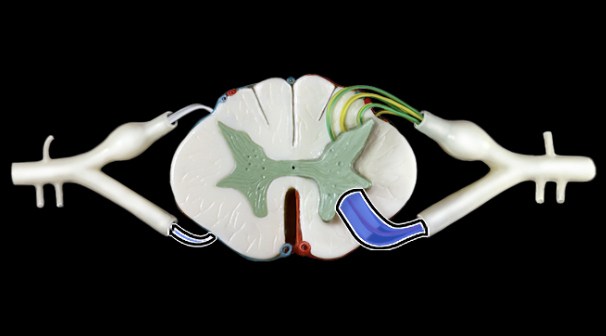 <p>What structure is shown?</p>