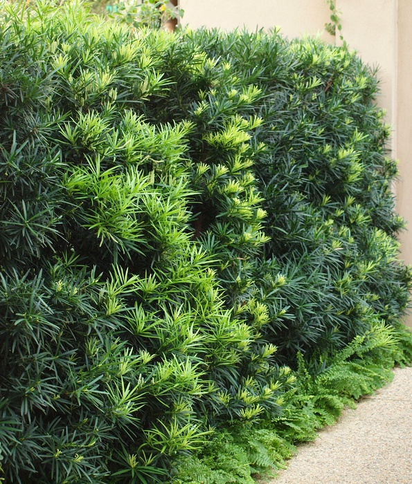 Japanese Yew