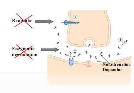 <ul><li><p>As Cocaine, these substances reduce the reuptake transport of monoamine neurotransmitters (dopamine, noradrenaline, serotonin)</p></li><li><p>In addition, they also attach to enzymes that break down these neurotransmitters</p></li><li><p>The overall effect is a boost in neurotransmitter transmission</p></li><li><p><span>by increasing dopaminergic transmission, they can induce schizophrenia-like symptoms in high doses</span></p></li></ul>