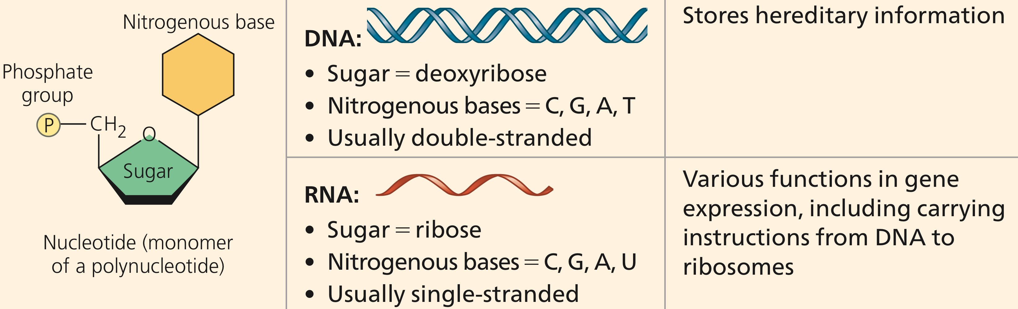 <ul><li><p><strong>DNA &amp; RNA Function</strong></p><ul><li><p>Hold genetic information for our cells</p></li><li><p>RNA: single-stranded &amp; contains uracil</p></li></ul></li><li><p><strong>Nucleic Acids</strong></p><ul><li><p>monomer for DNA &amp; DNA</p></li><li><p>Sugar (deoxyribose or ribose), phosphate group, &amp; nitrogen base</p></li></ul></li><li><p><strong>Nucleotides</strong></p><ul><li><p>DNA: G, C, T, A</p></li><li><p>RNA: G, C, U, A</p></li></ul></li></ul><p></p>