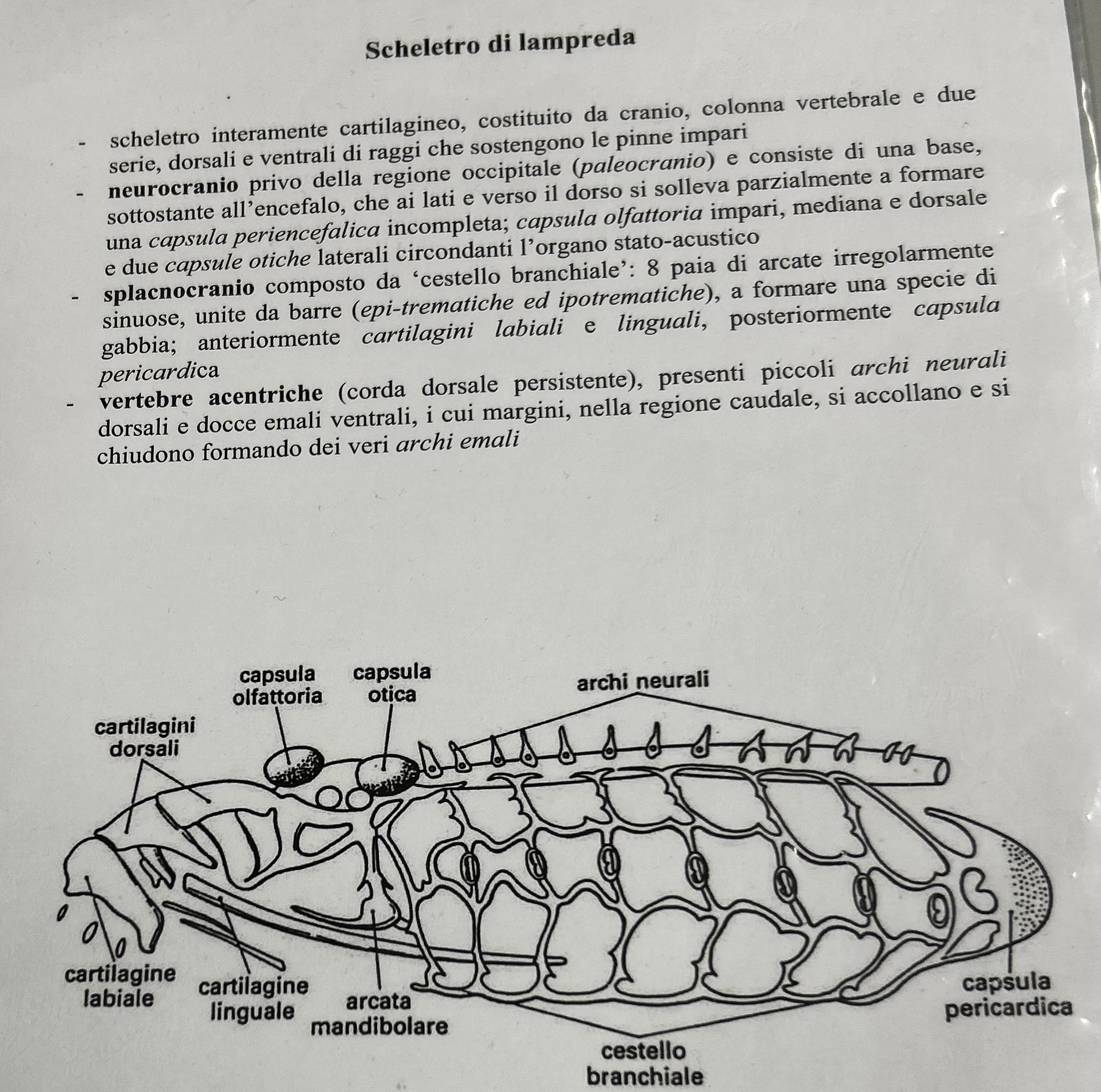 <p>Scheletro lampreda</p>