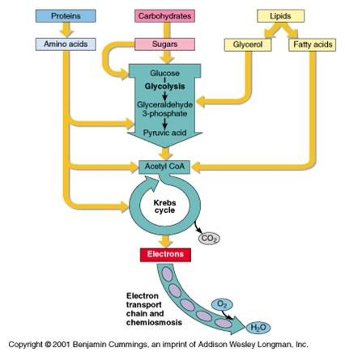 <p>protein broken down to amino acids by proteases</p><p>3 endpoints:</p><p>1. can be used to construct other proteins</p><p>2. amino end can be used for nucleotides or urea (excretion)</p><p>3. remaining carbon skeleton can be converted to acetyl-CoA or glucose</p>